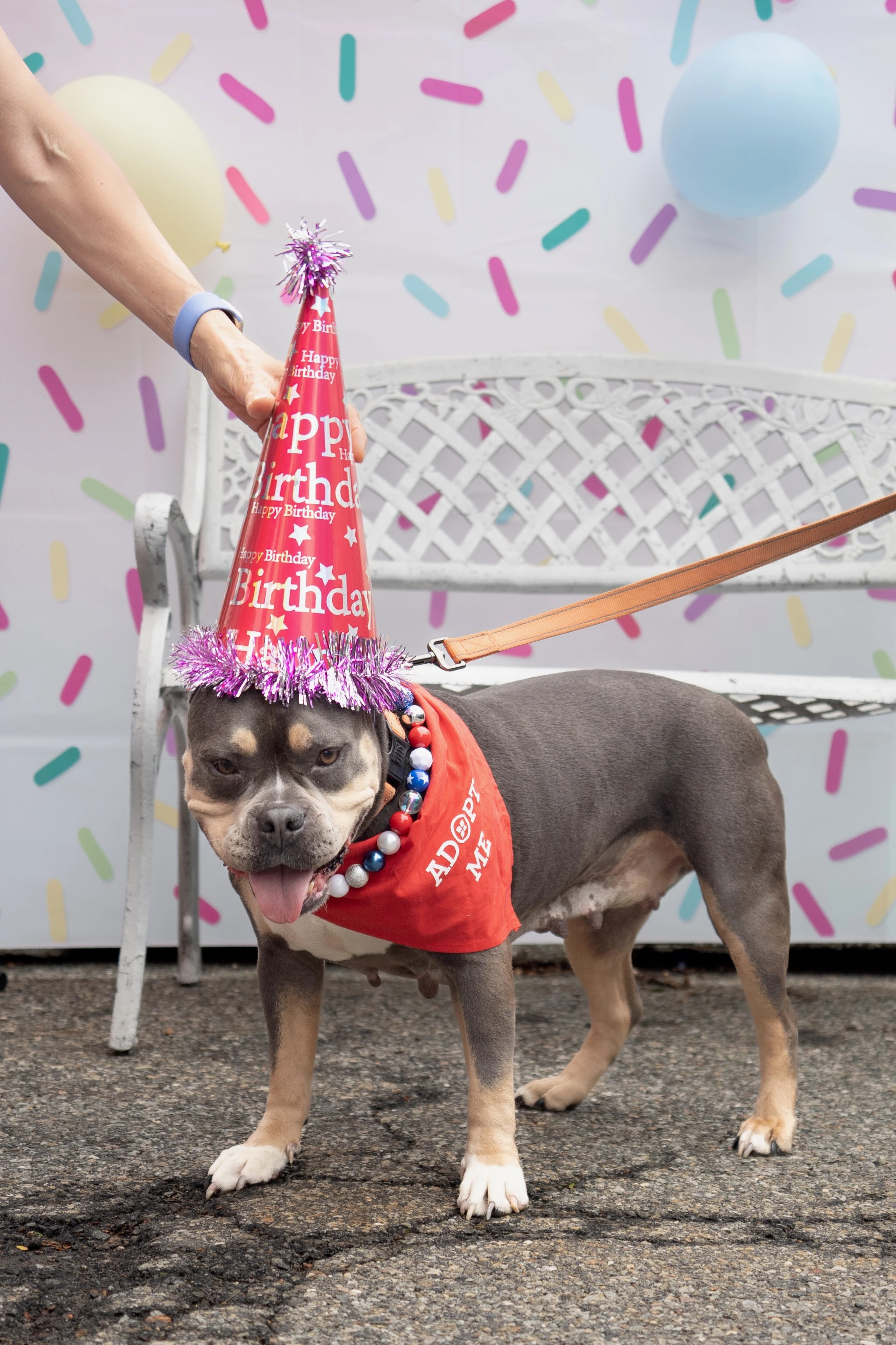 Dog Birthday 1