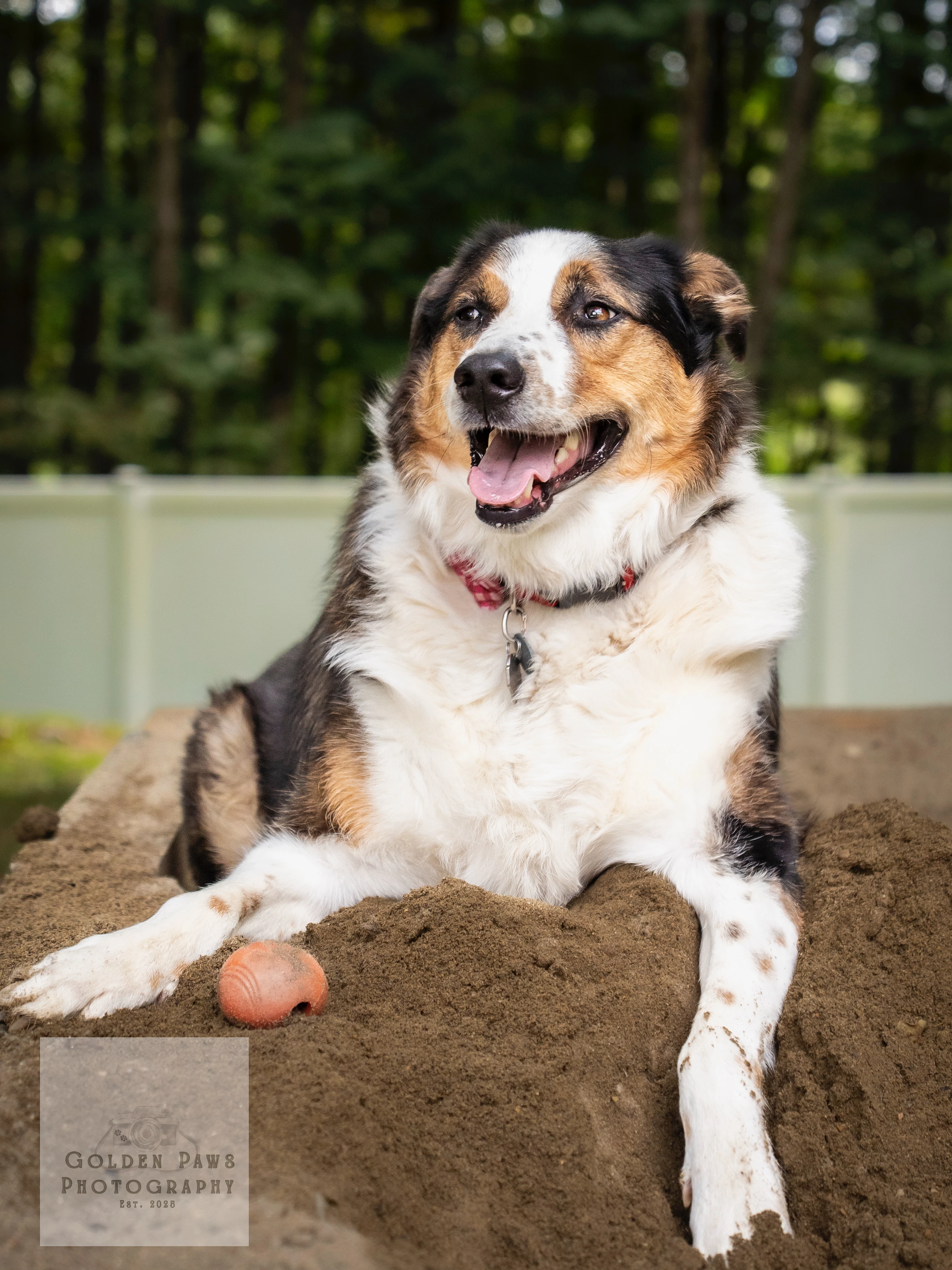 Dog in sandbox