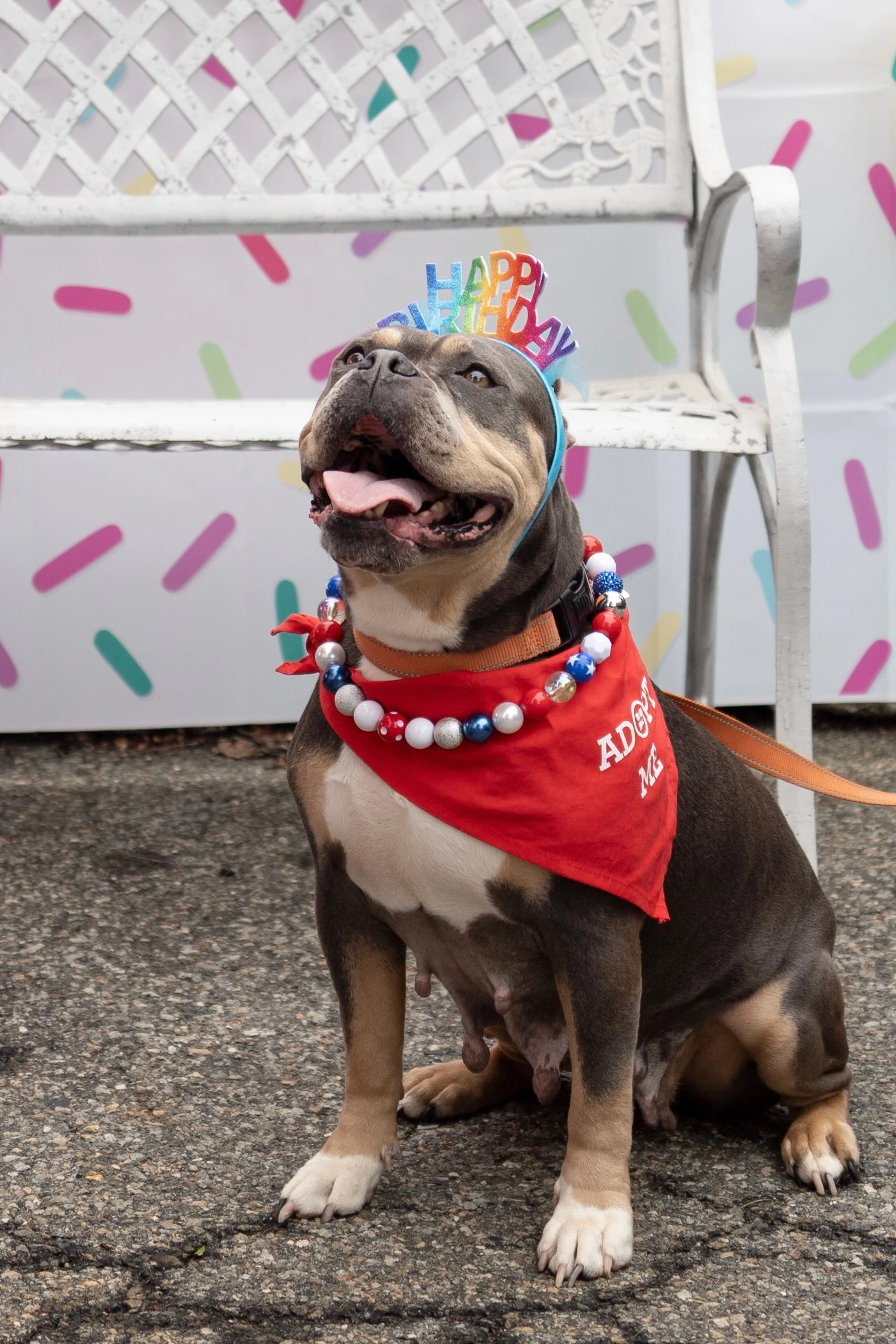 Dog Birthday 2