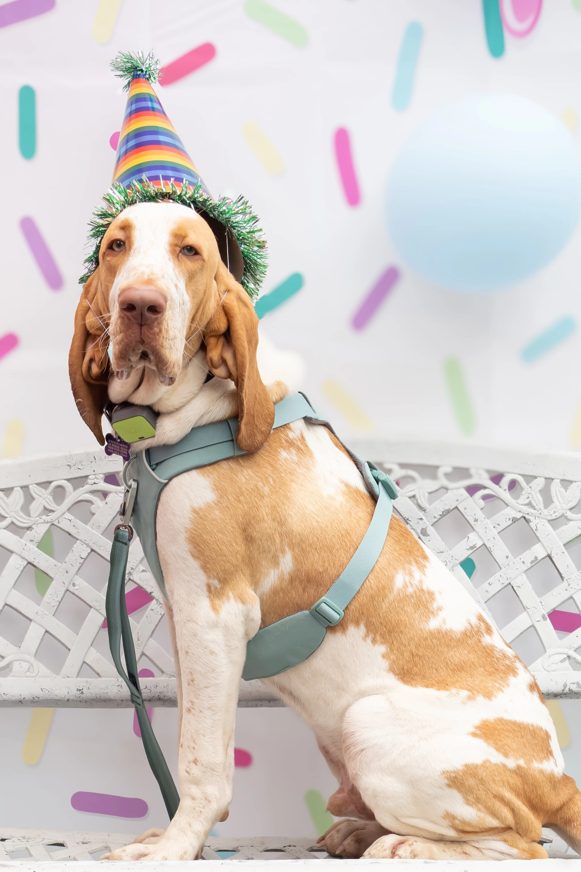 Dog Birthday 4