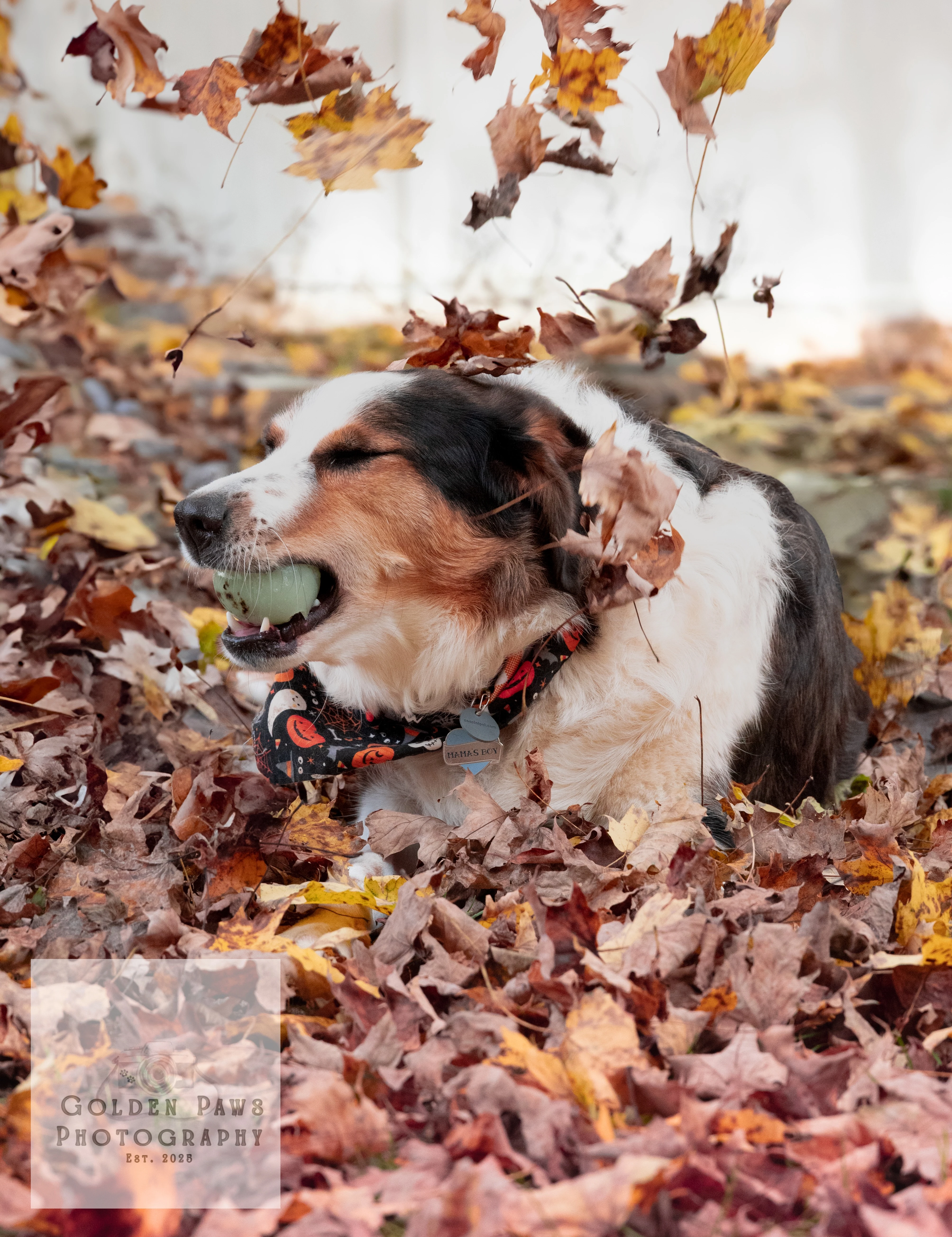 Dog with ball in leaves