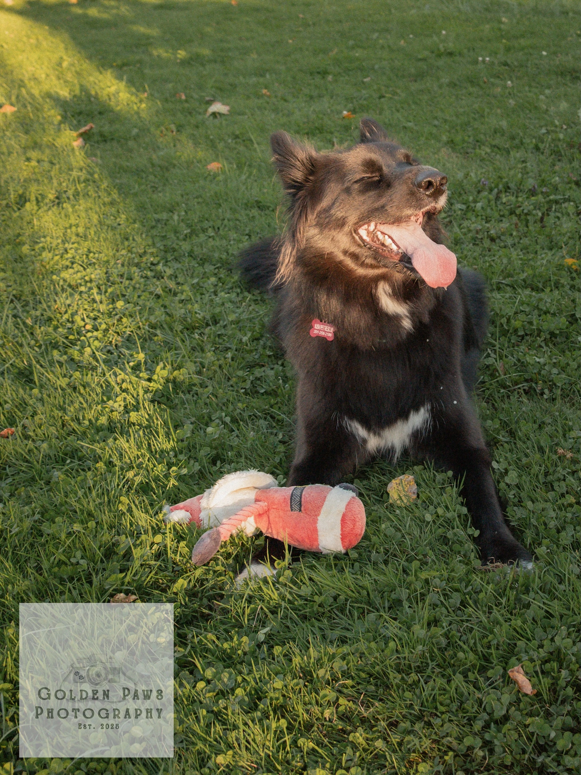 Dog in grass with toy