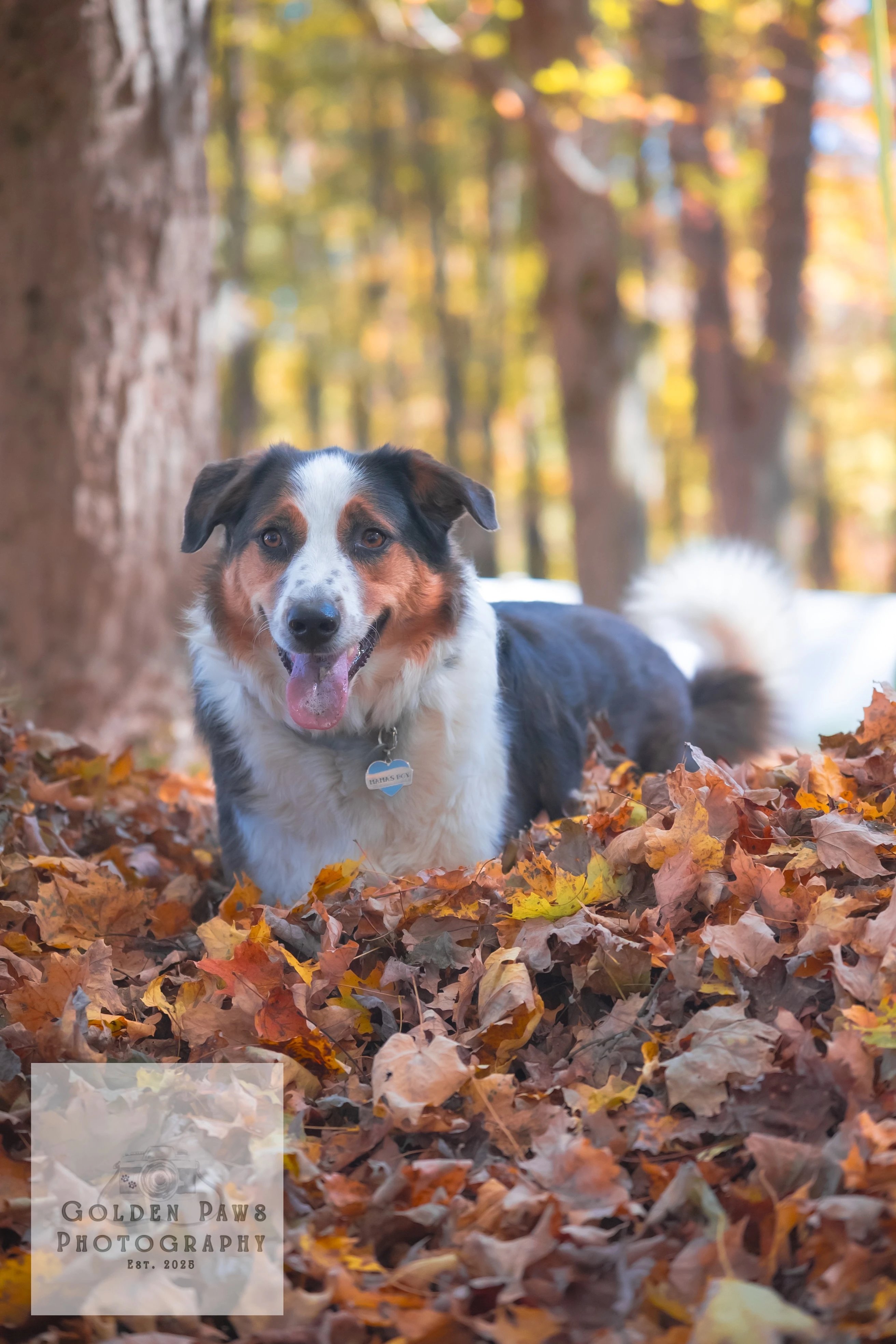 Dog in leaves