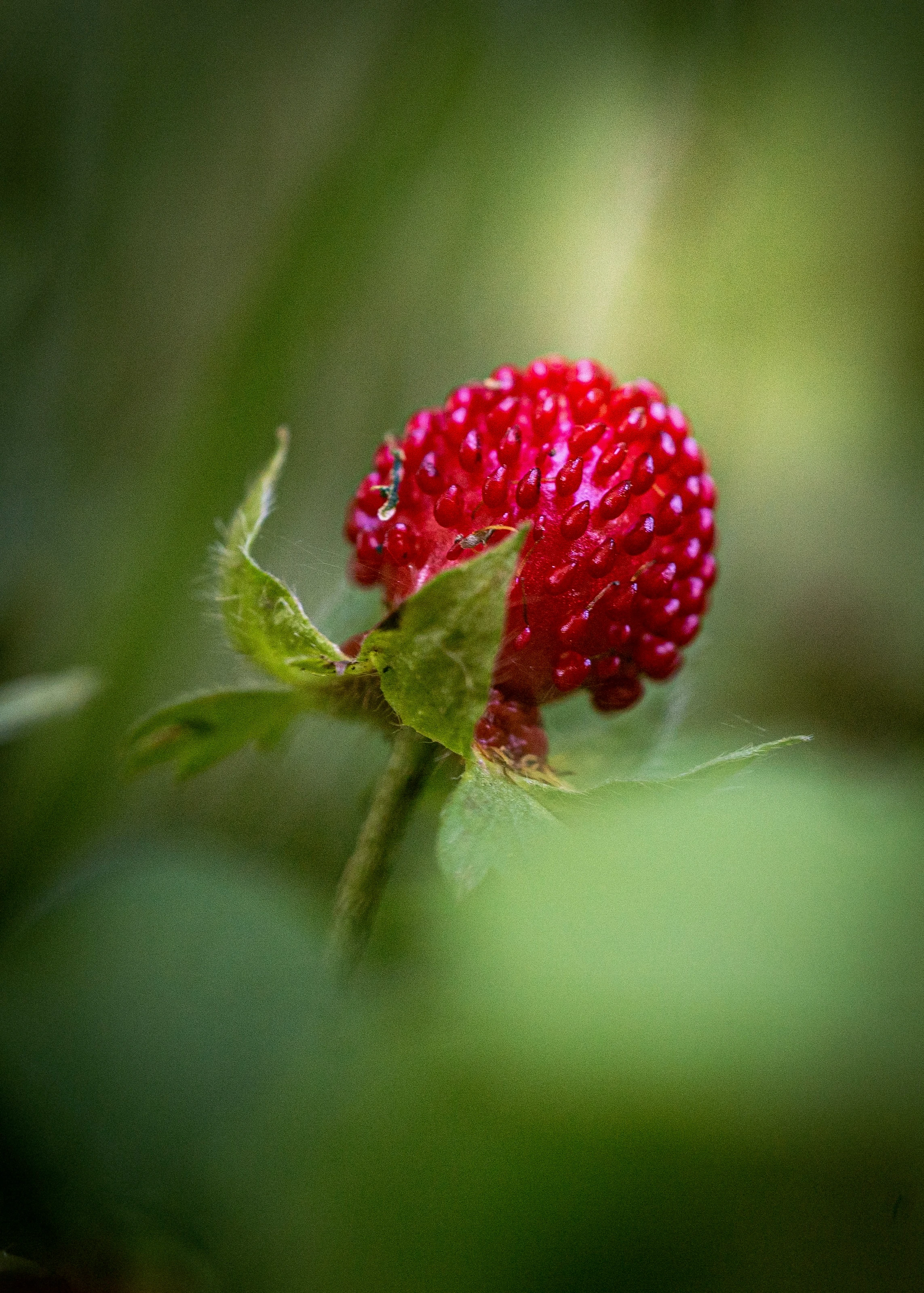 Wild strawberry