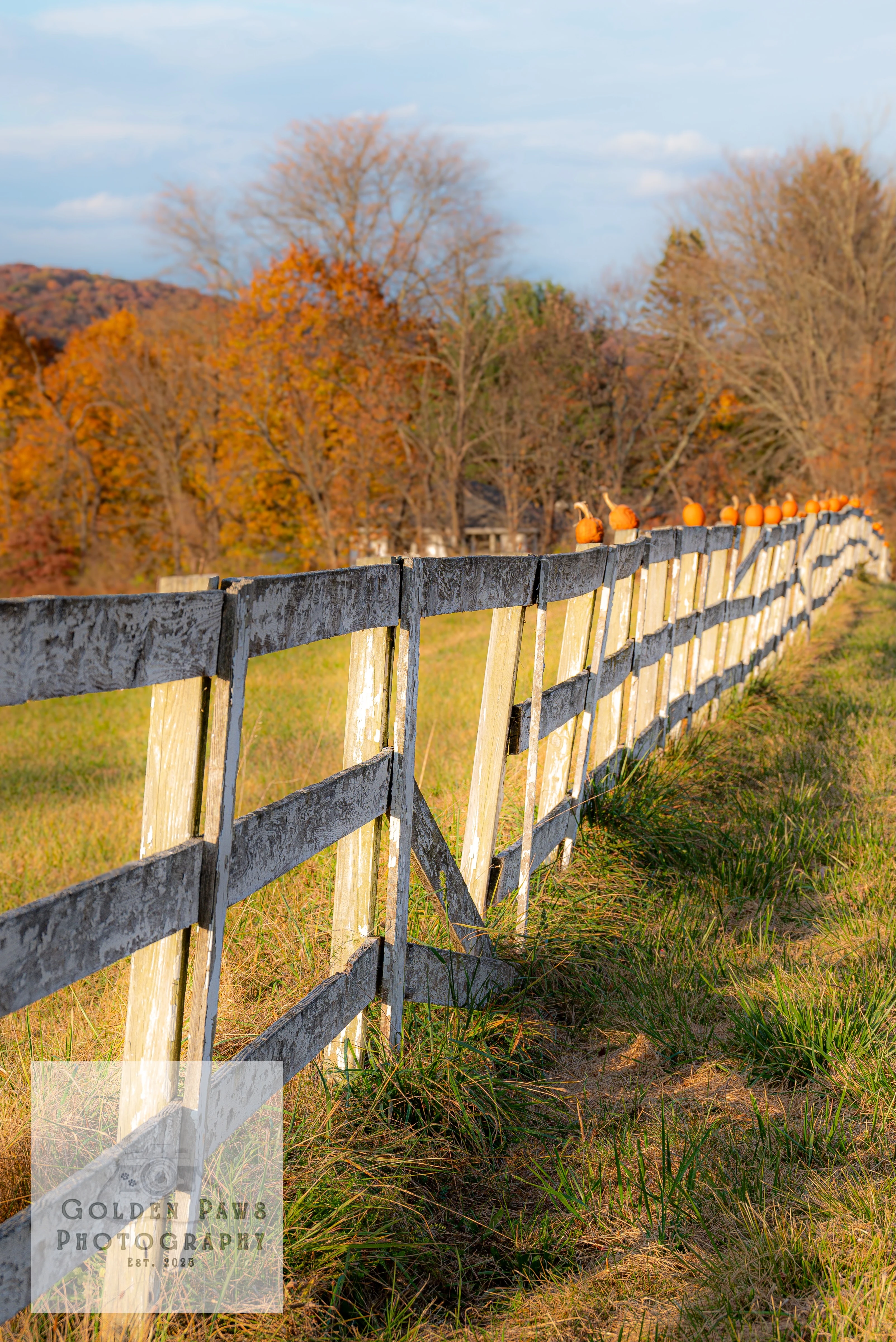 Weathered Fence in Autumn
