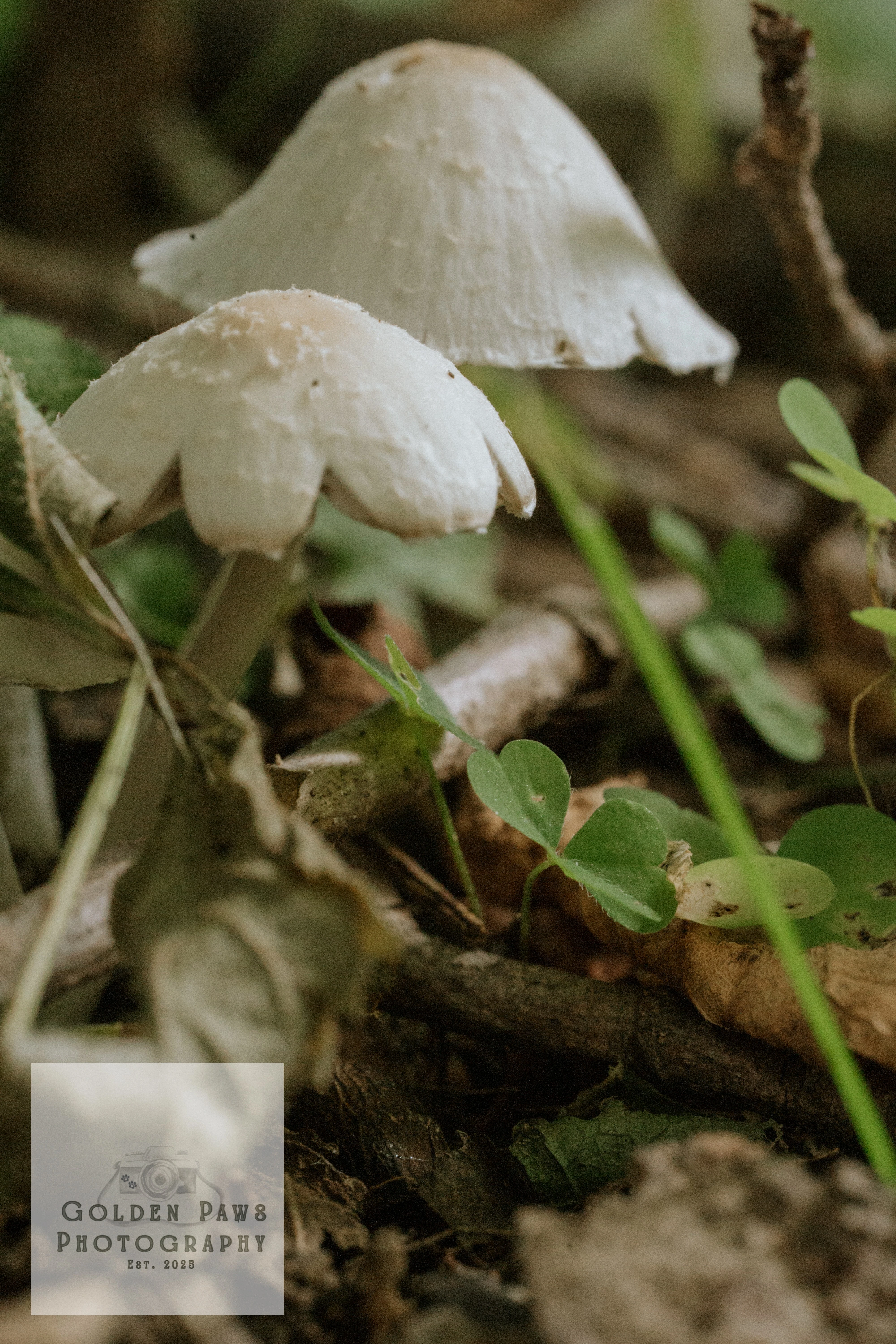Wild mushrooms