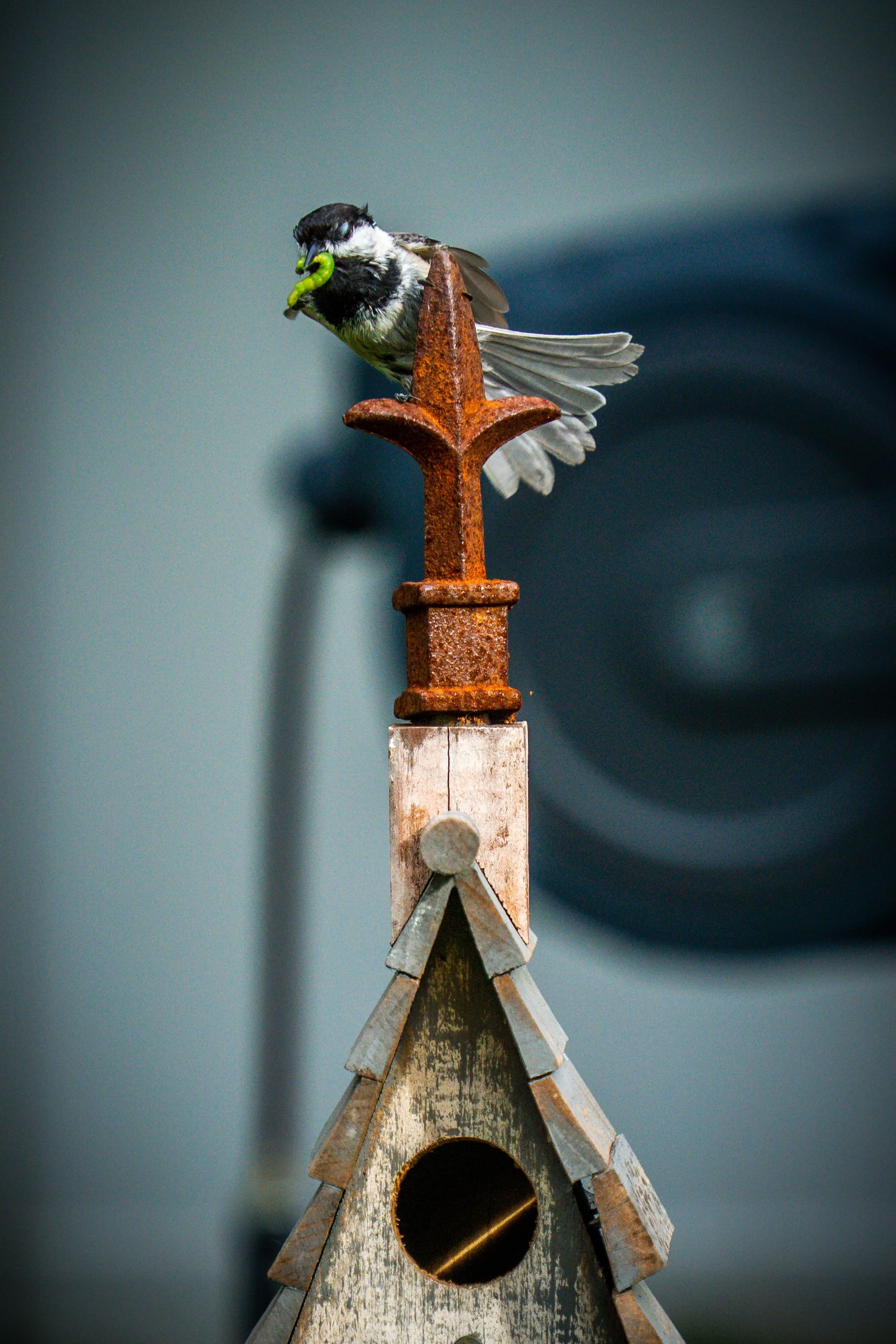 Bird with worm on birdhouse