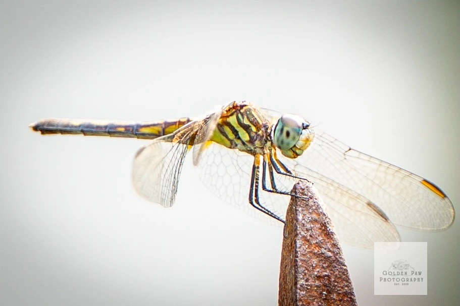 Dragonfly on a birdhouse 3