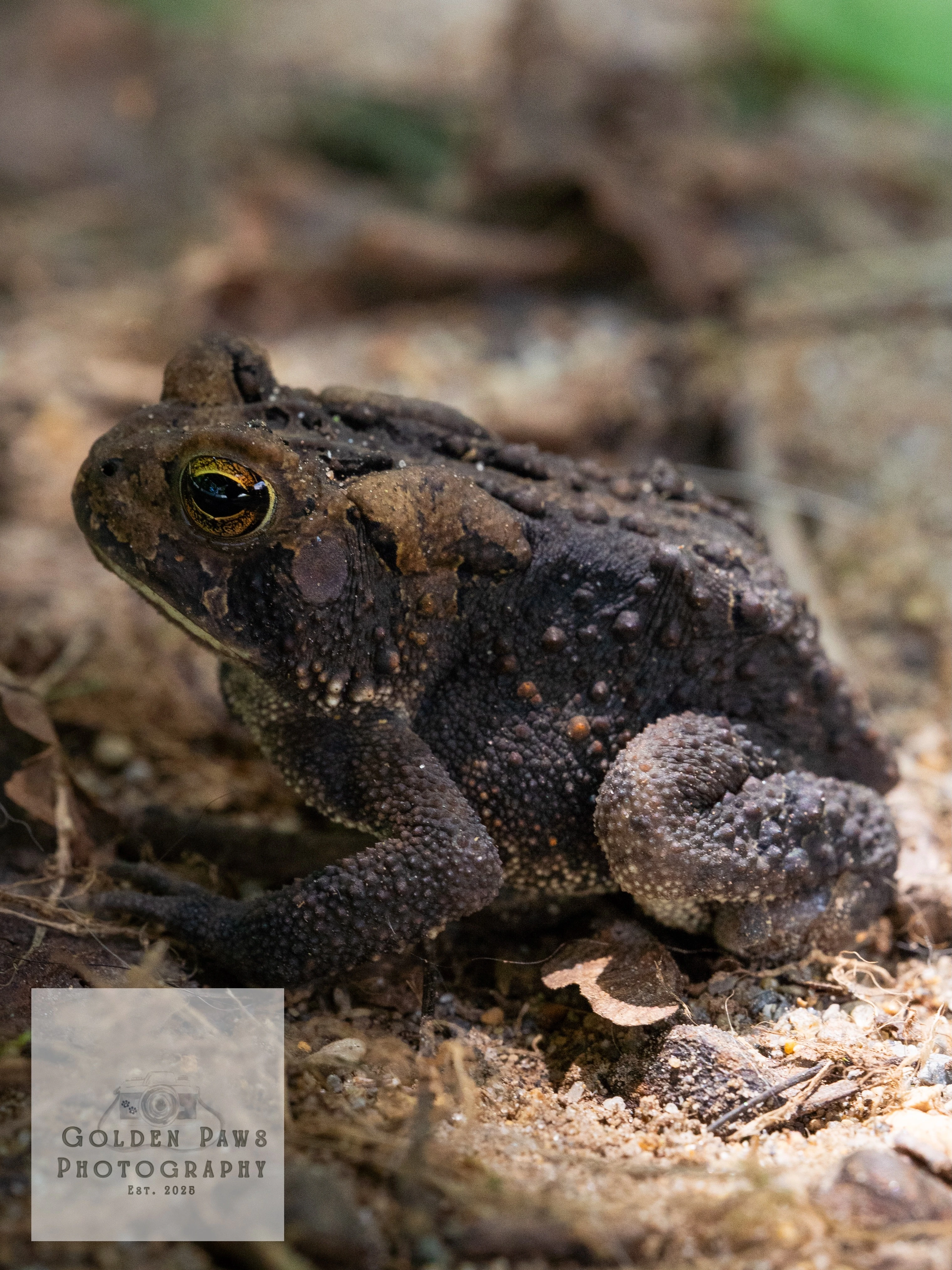 Frog in grass 1