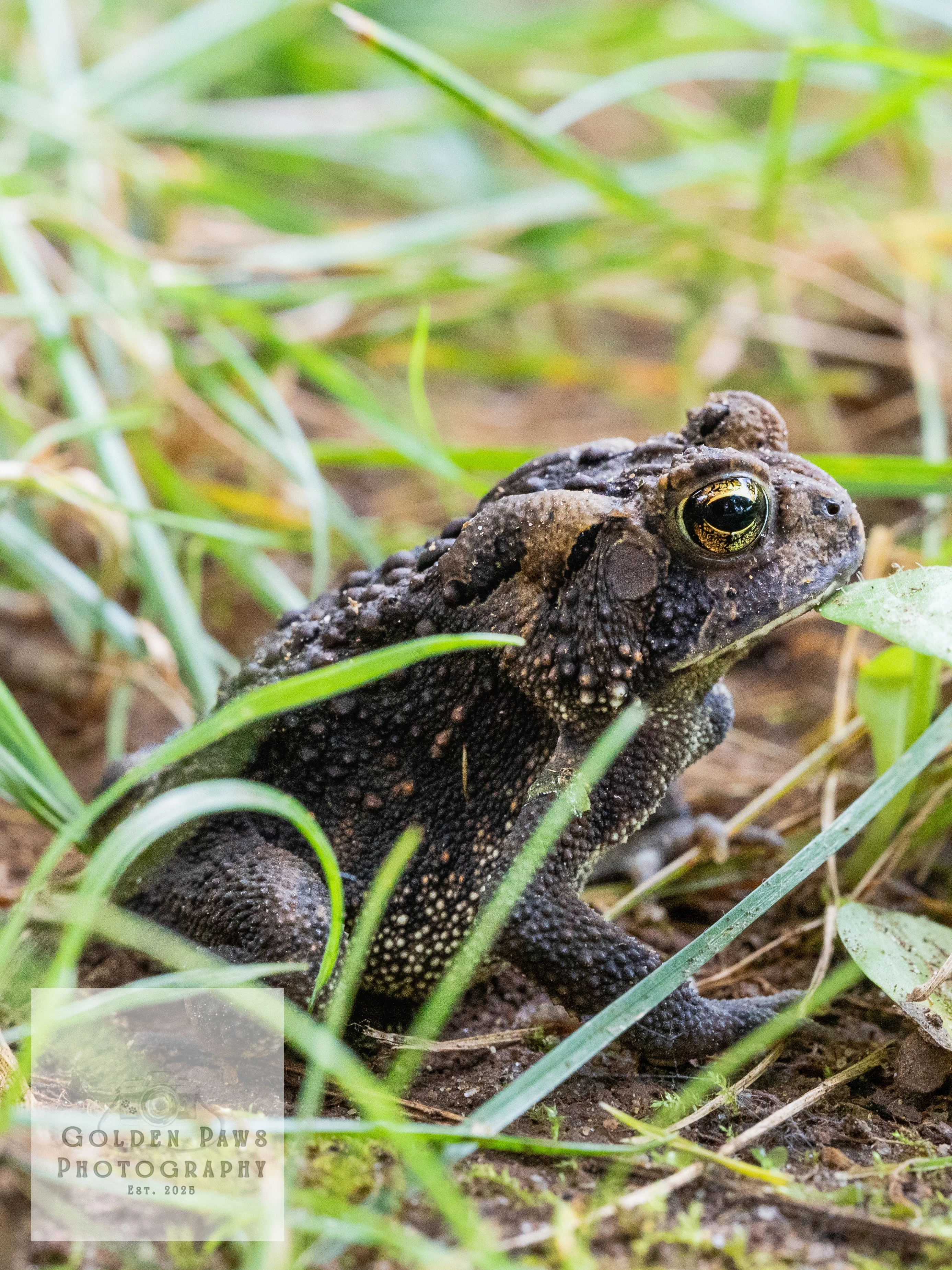 Frog in grass 2