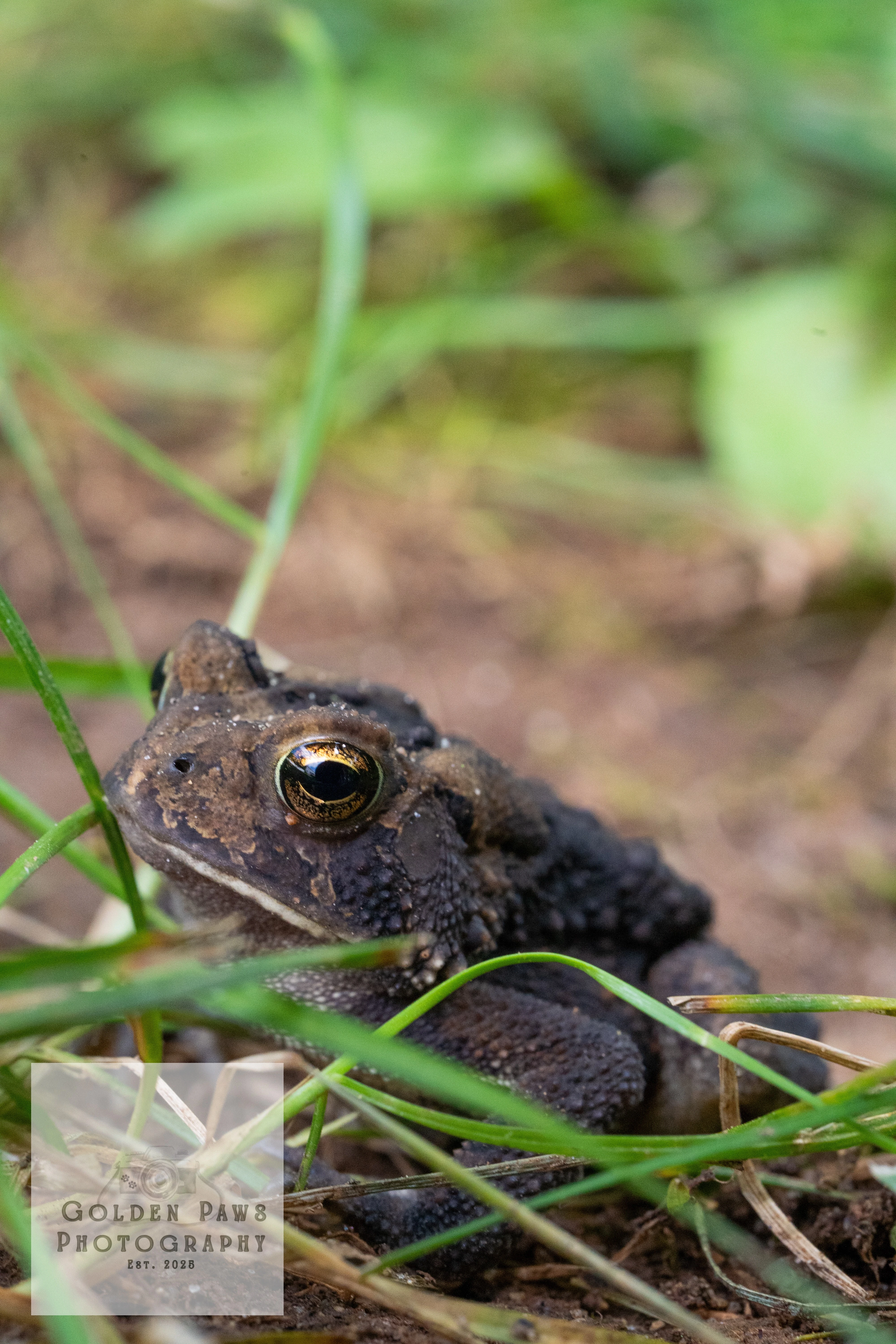 Frog in grass 3