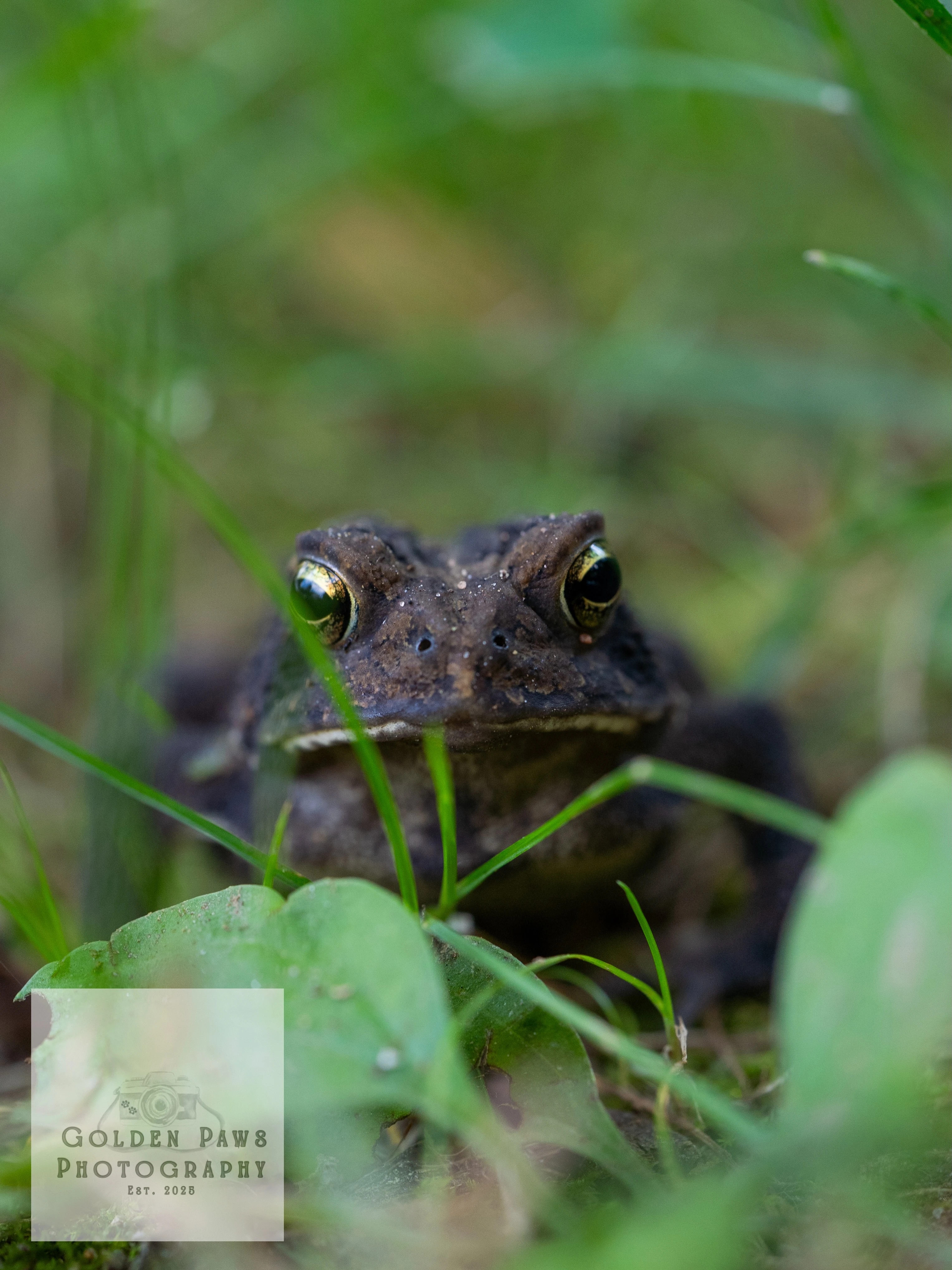Frog in grass 4