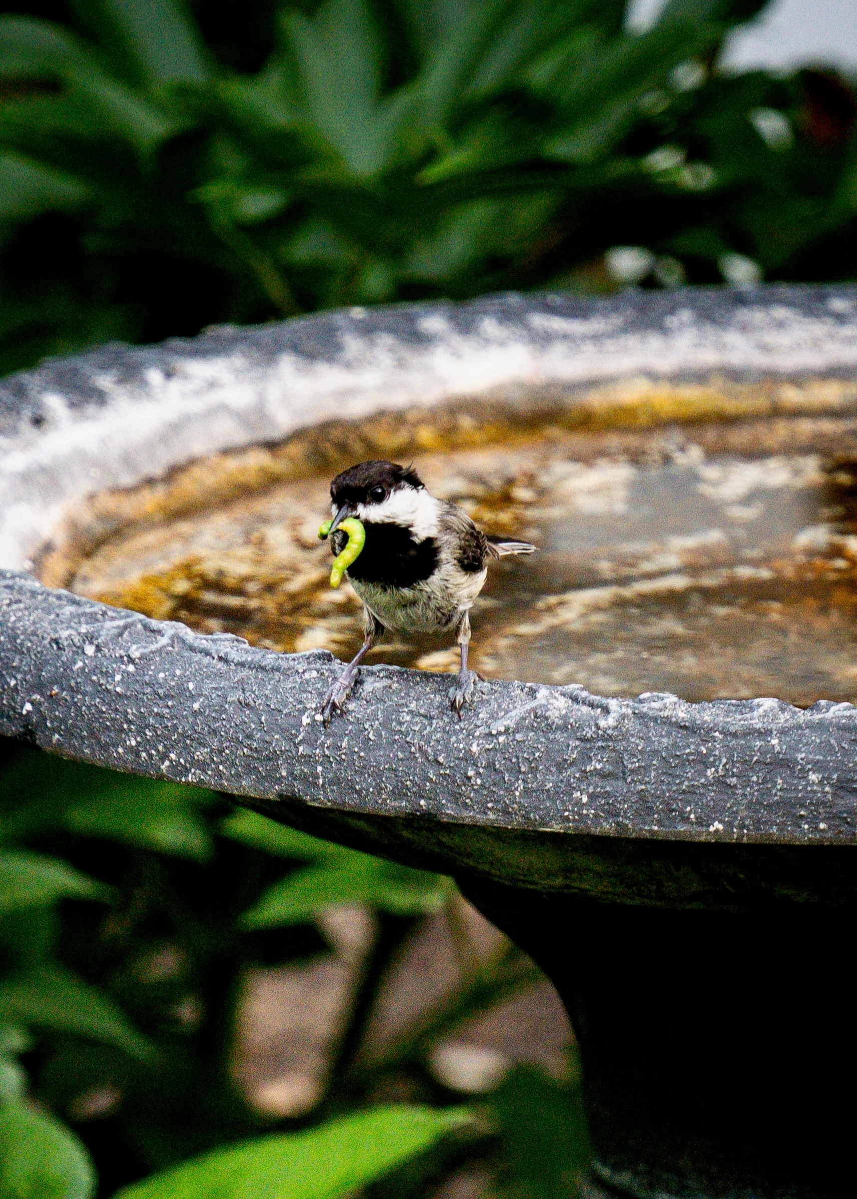 Bird with worm on bird bath