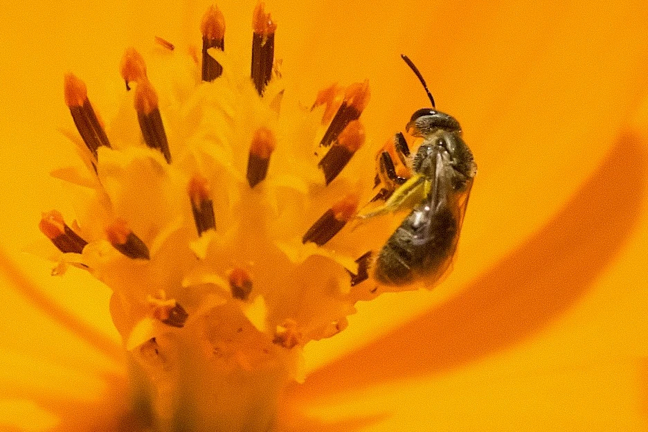 Bee on a yellow flower 1