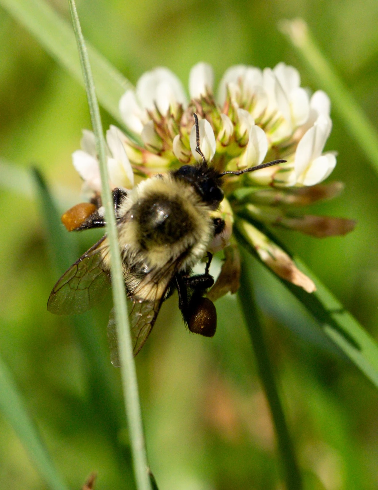 Bee on a white flower 1