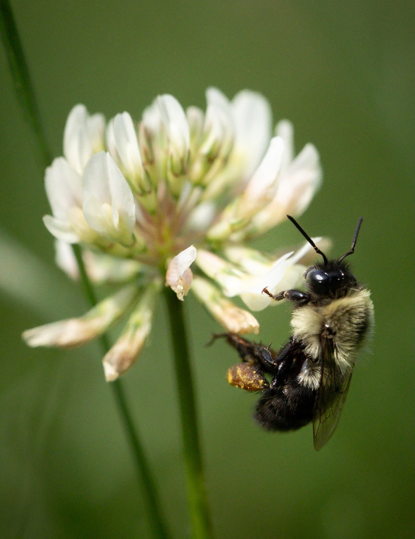 Bee on a white flower 2