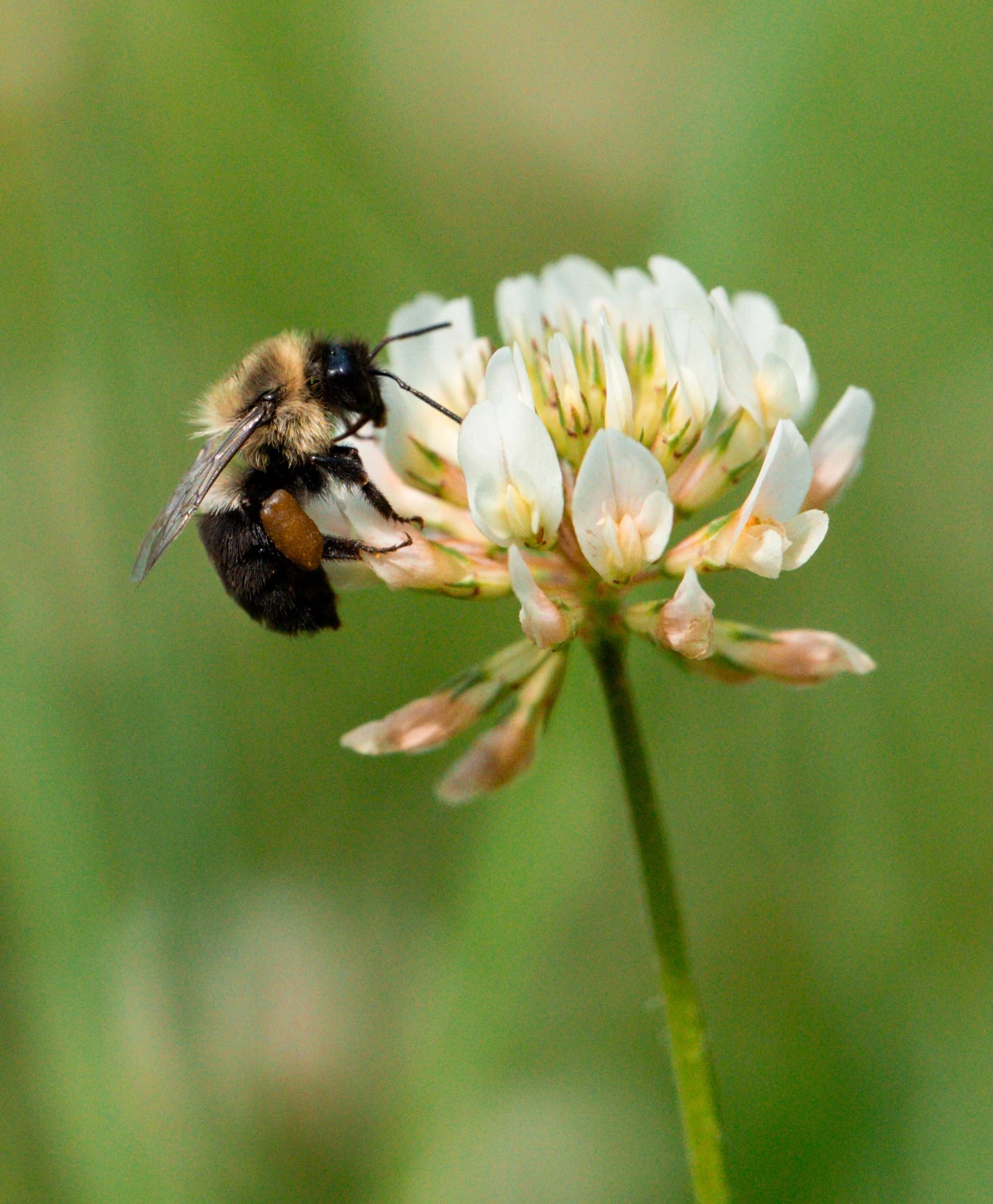 Bee on a white flower 3
