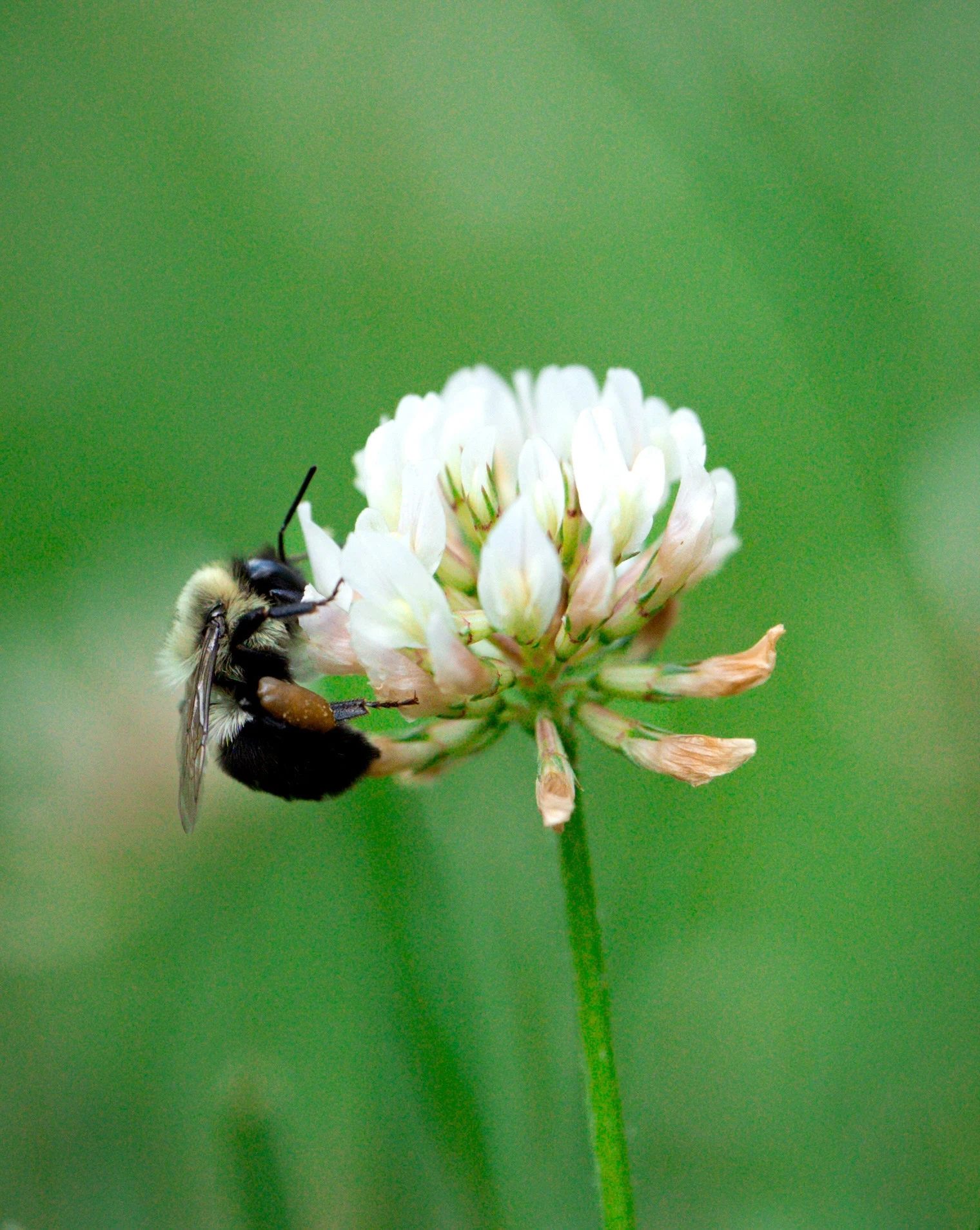 Bee on a white flower 4