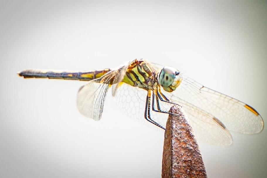 Dragonfly on a birdhouse 1