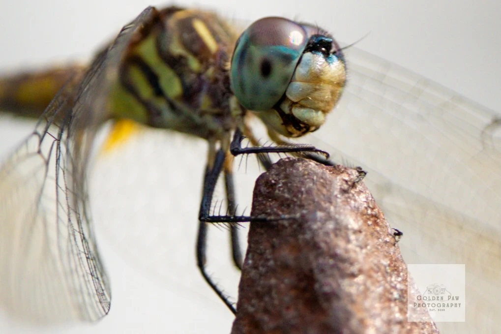 Dragonfly on a birdhouse 2